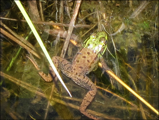 Adirondack Wetlands:  Green Frog in Heron Marsh near the boardwalk at the Paul Smiths VIC